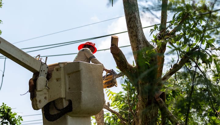 A professional chopping down a tree with a saw in Asheville, NC.