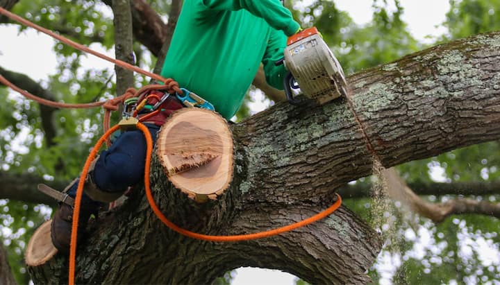 A tree being trimmed in Asheville, NC.