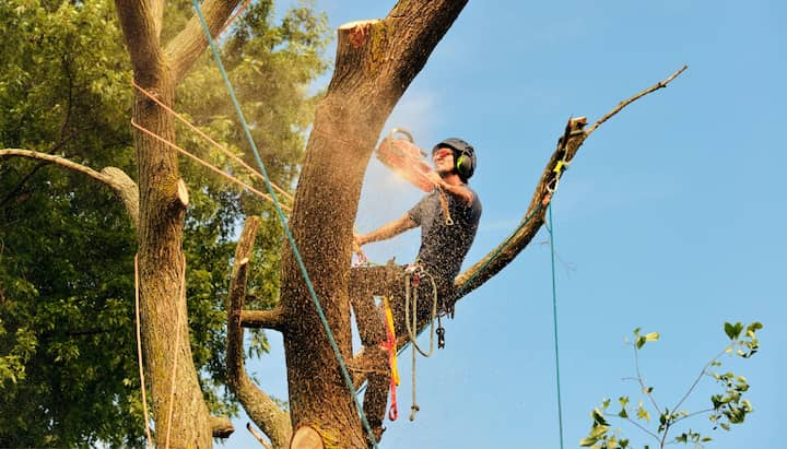 A tree trimming expert chopping down a tree in Asheville, NC.