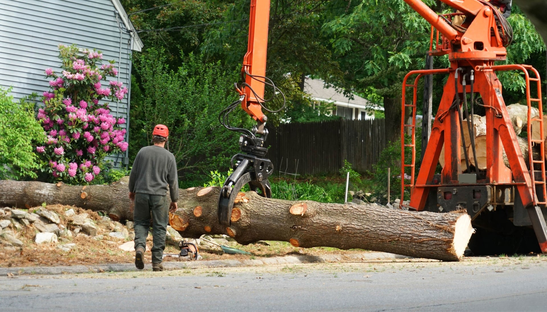 A tree knocked over by tree trimming professionals in Asheville, NC.