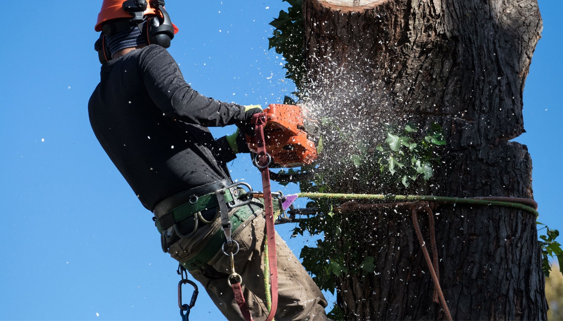 A tree trimming expert chopping a tree in Asheville, NC.